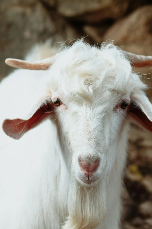 an old white goat looks at the camera