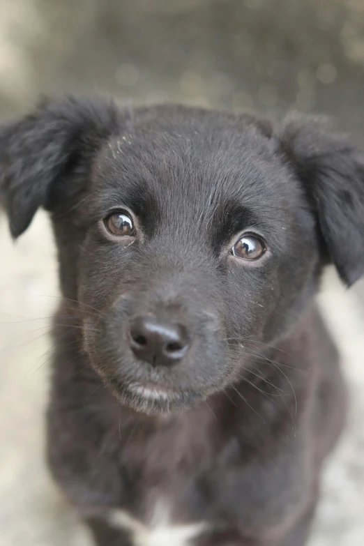 an adorable black puppy staring at the camera