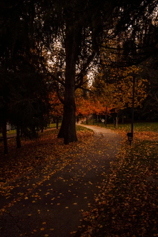 a pathway in a park that is surrounded by leaves