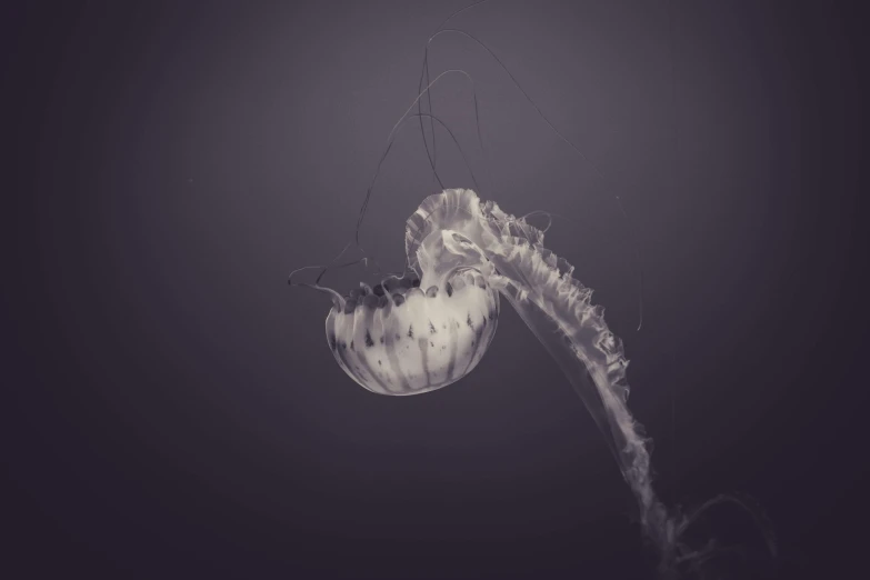 an ocean animal hangs upside down in the water