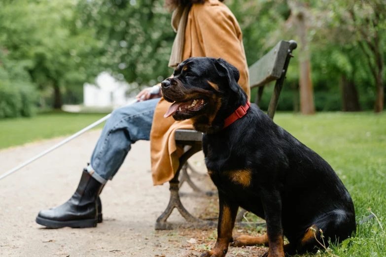 a dog is sitting on the bench beside his master