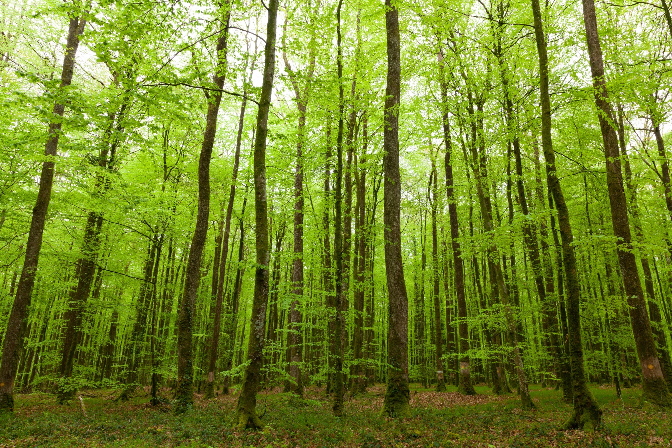 the woods are full of trees with green leaves