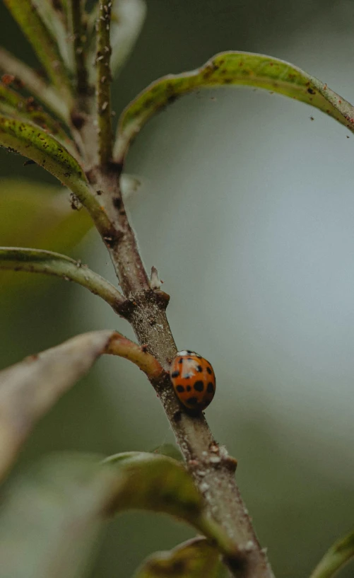 a little ladybug is perched on a leaf