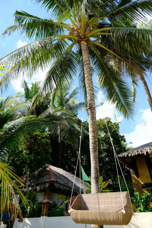 a palm tree next to a small building