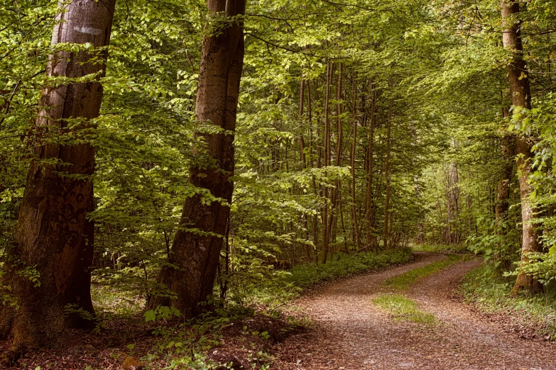 a dirt road going through a green forest