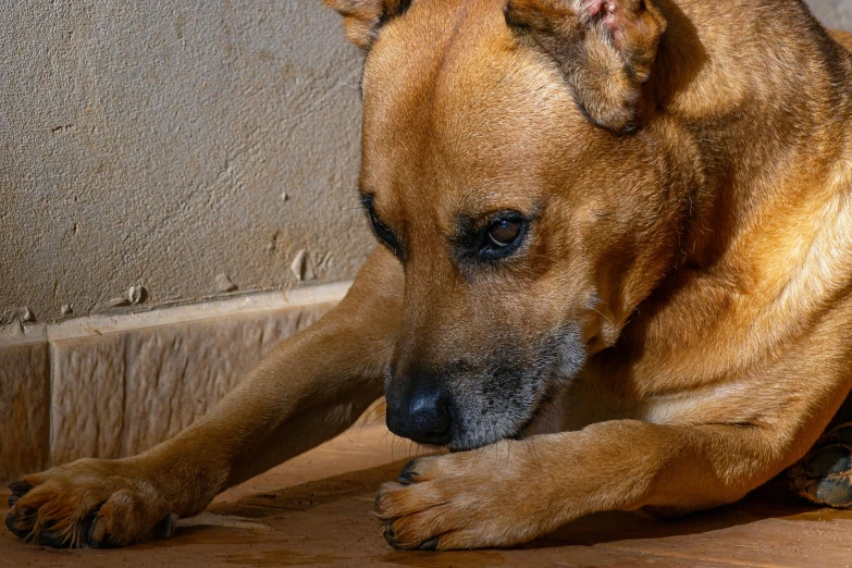 a brown dog lying down in front of a wall