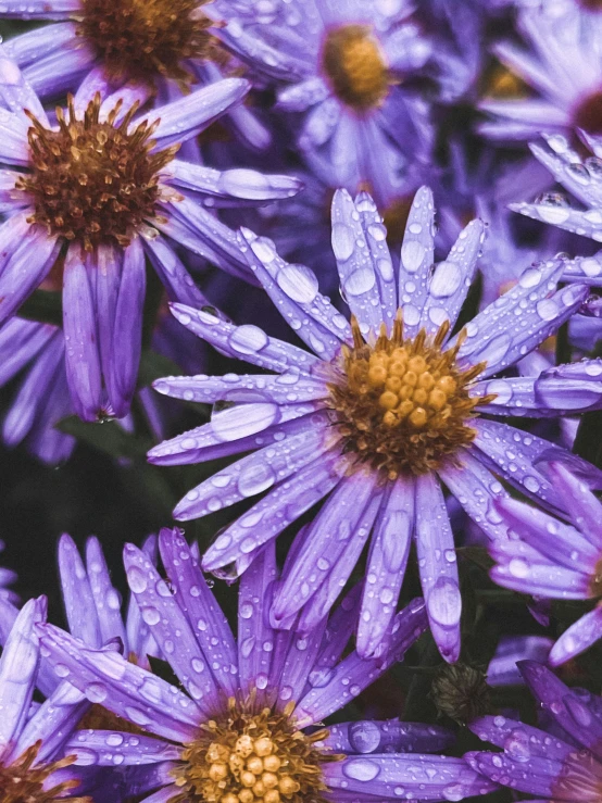 a flower with raindrops on the petals