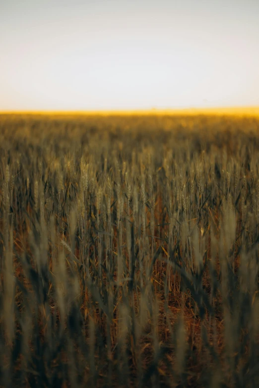 a field with many tall stalks in the foreground