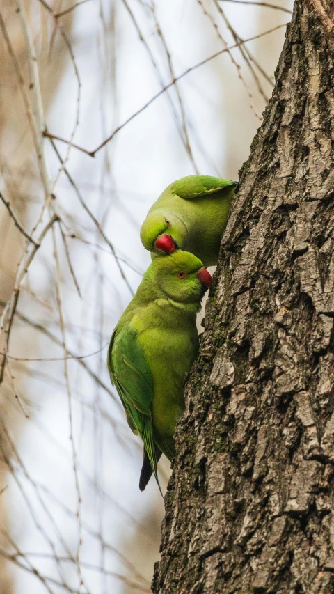 two birds sit on a tree in a forest