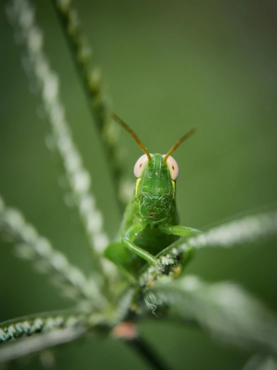 a praying praying green insect looking at the camera