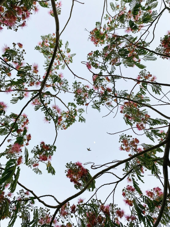 a bunch of pink flowers growing on top of some tree nches