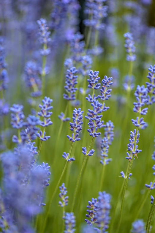 lavender flower on green grass, in the afternoon