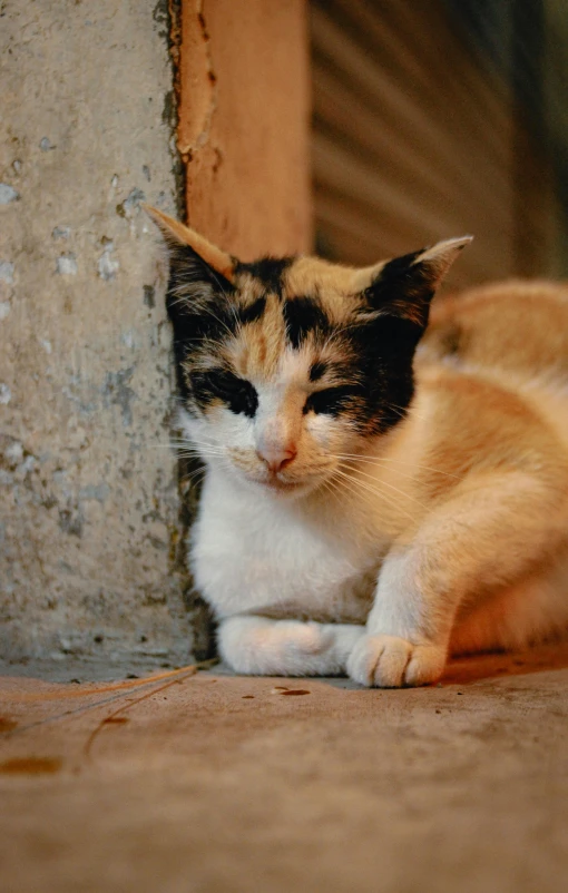 a cat rests its head against the concrete