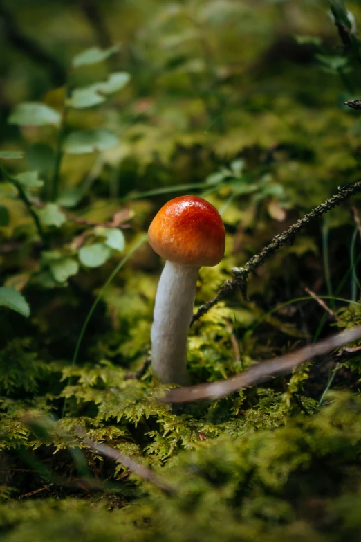 a red mushroom is sitting in the grass