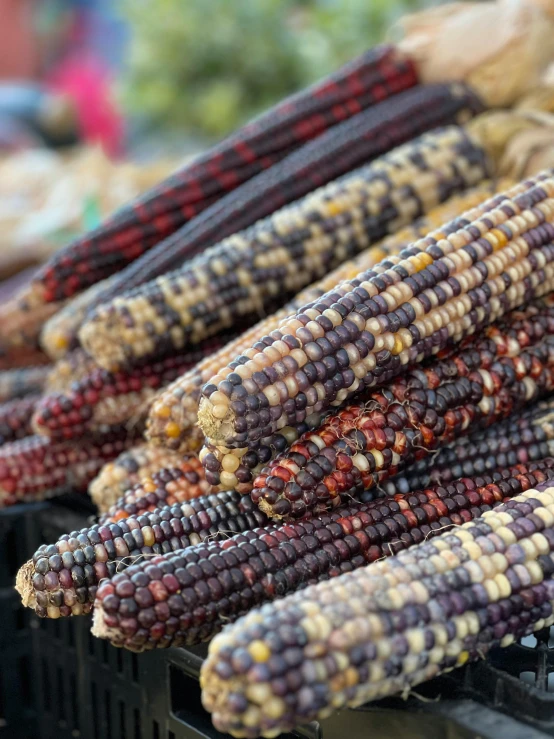 various types of corn are placed together on baskets