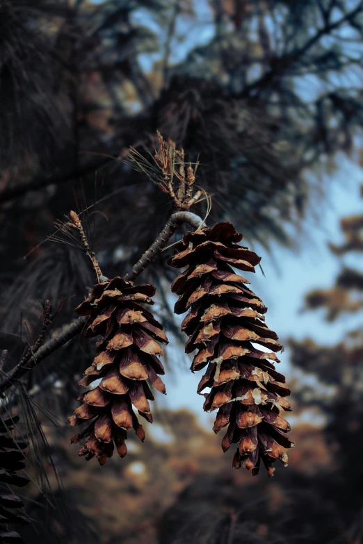 some very pretty pine cones hanging on a tree