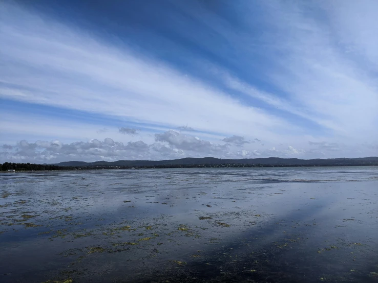 two animals walking in the middle of a lake