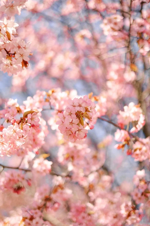 an image of pink flowers on trees in the sun