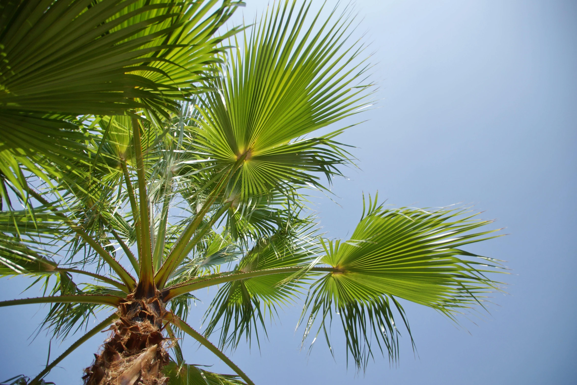 a large palm tree up against the blue sky