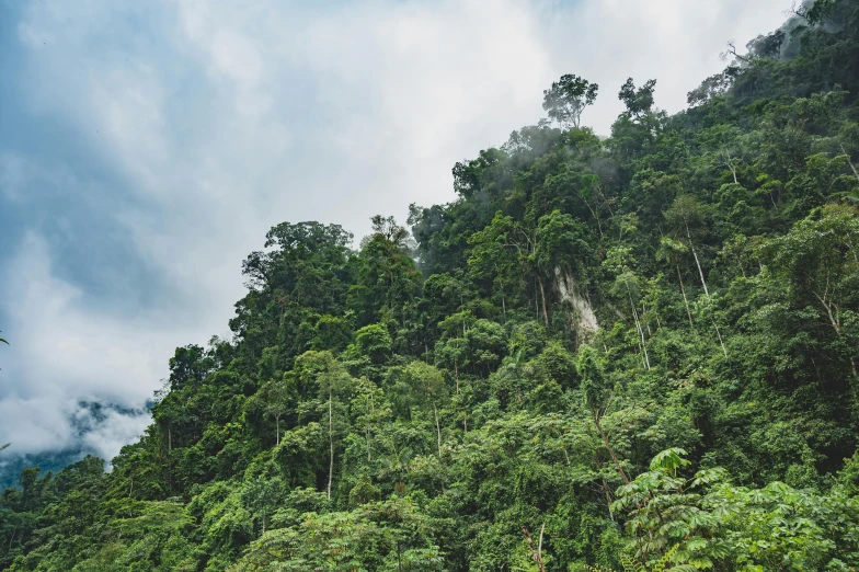 a forest that has some trees on the side of it