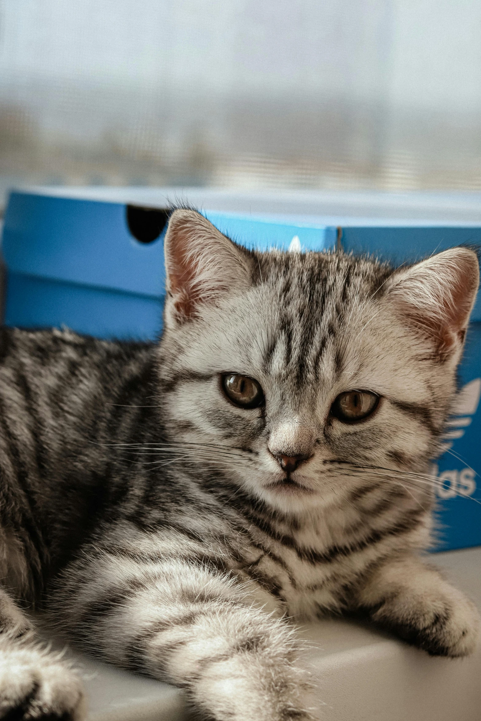 a grey and white kitten is resting on the desk