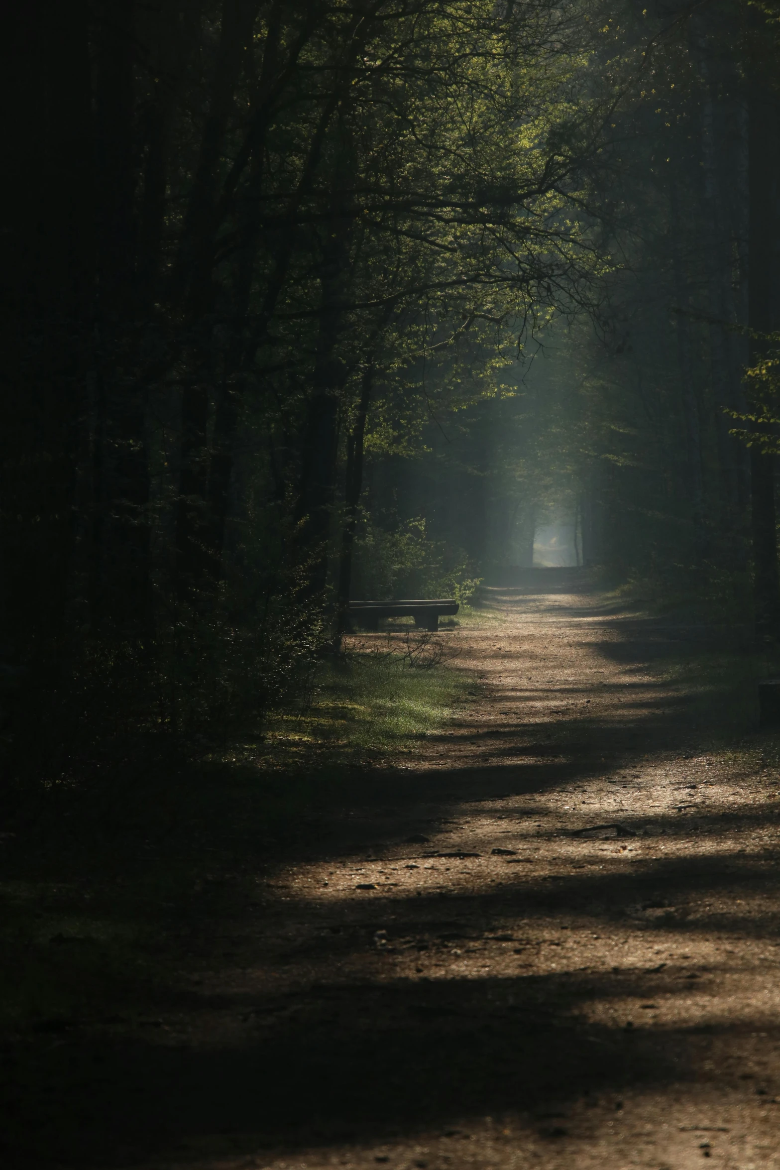 a road is shown with trees on the sides