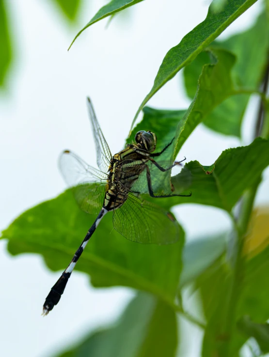 a insect that is sitting on a leaf