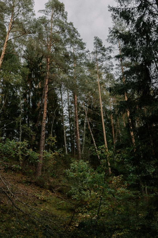 tall trees and grassy area in front of white cloud