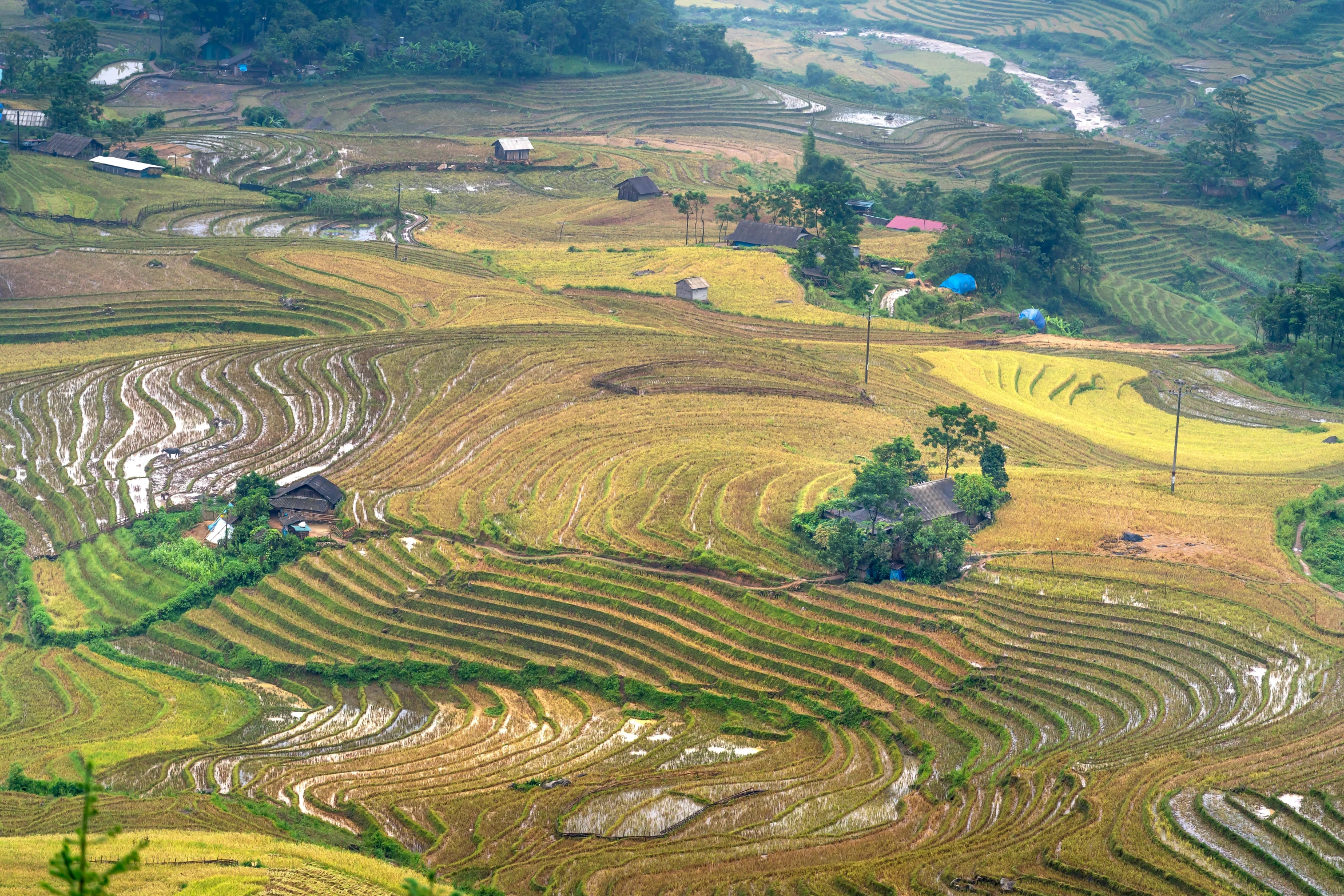 terraces are seen growing in the valley