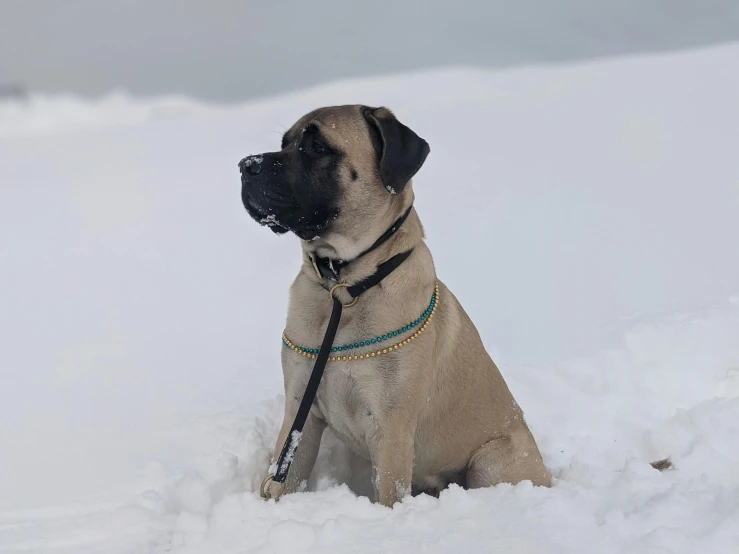 a large brown dog sitting in the snow