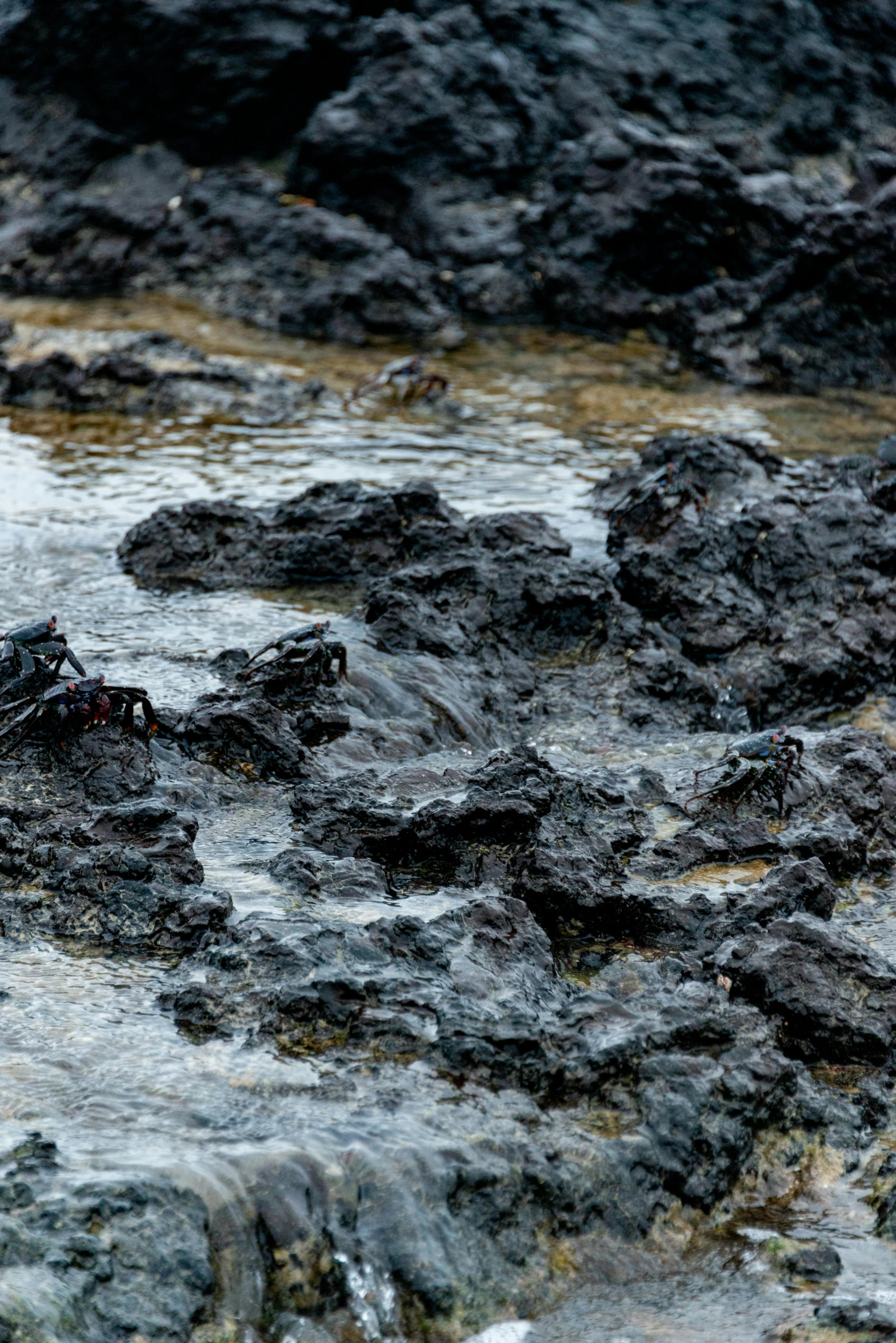 a dead animal is submerged in some muddy water