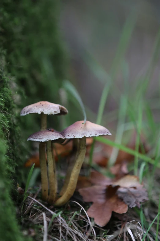 mushrooms are sitting on the ground with green grass