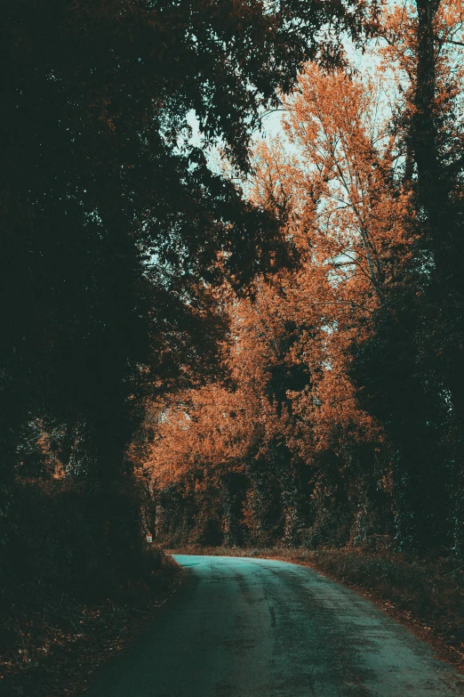 a po looking down a tree lined dirt road