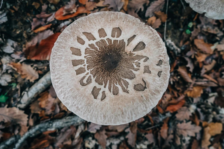 an overhead view of a mushroom on the ground