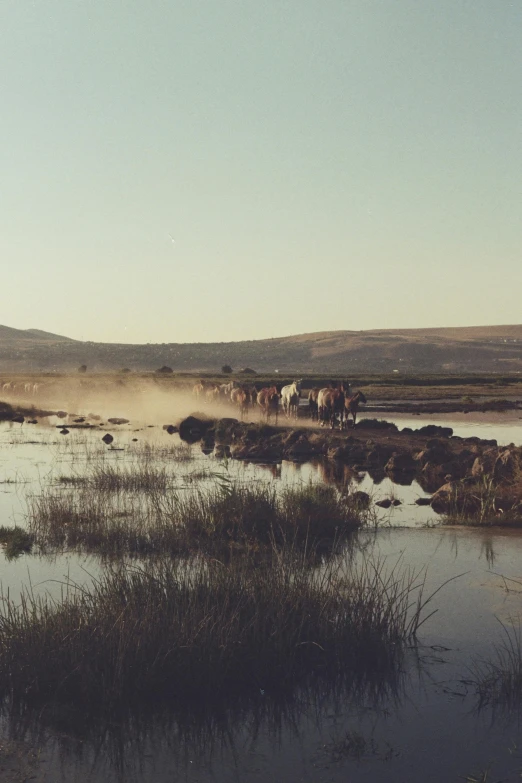 a large body of water with a herd of animals standing in it