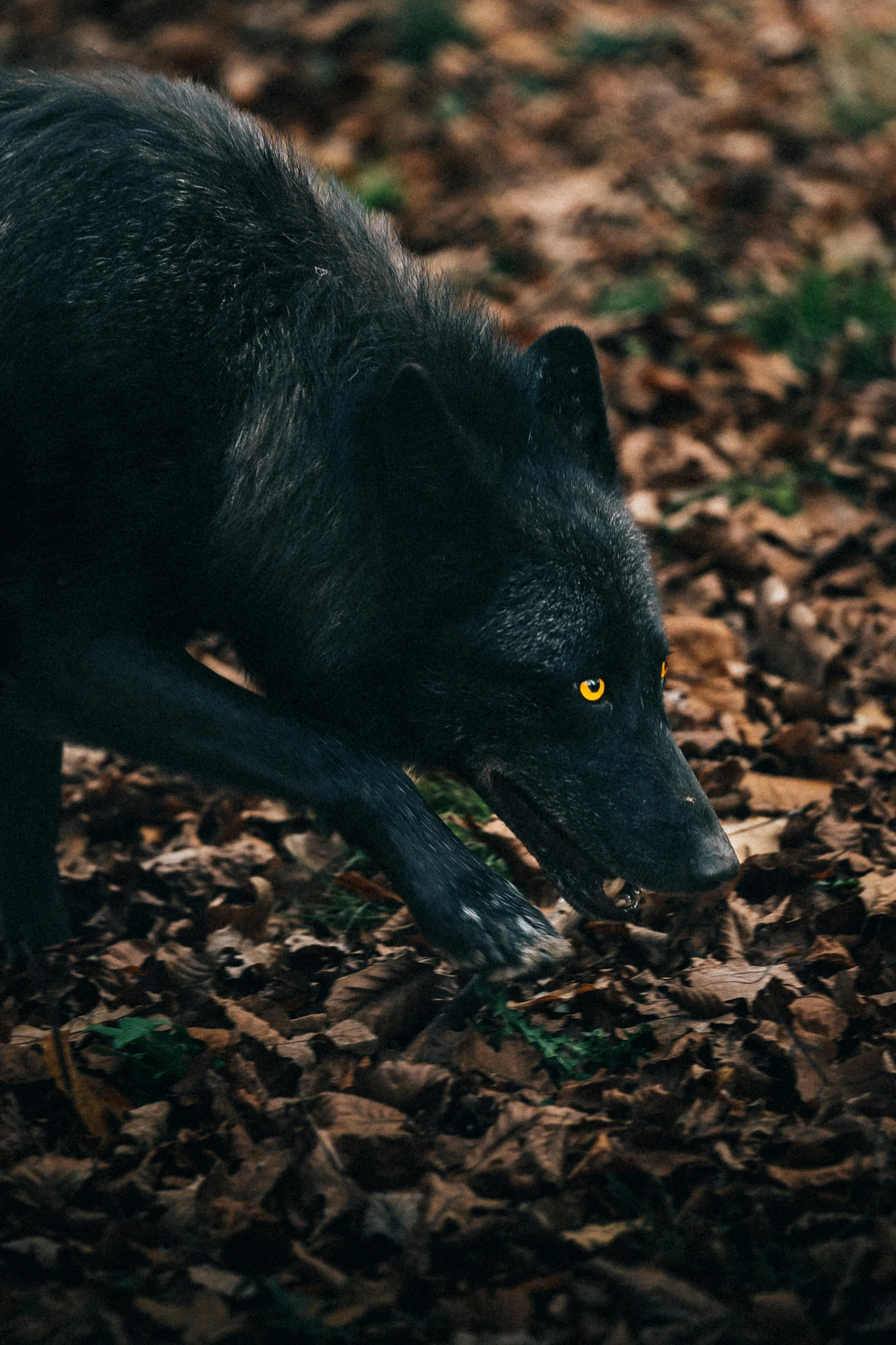 a wolf sniffing a leaf in the woods