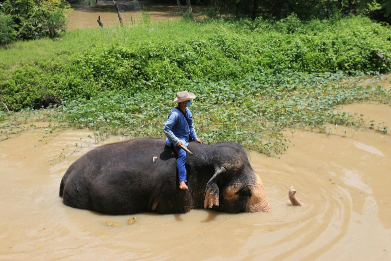 an asian elephant with a person on it in the river