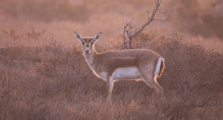 a horned antelope standing alone in a grass plain