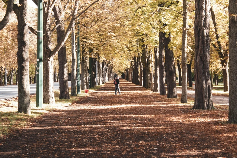 a man walking down a dirt road between some trees