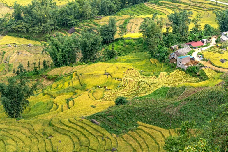 this is an aerial view of a mountain village and rice fields