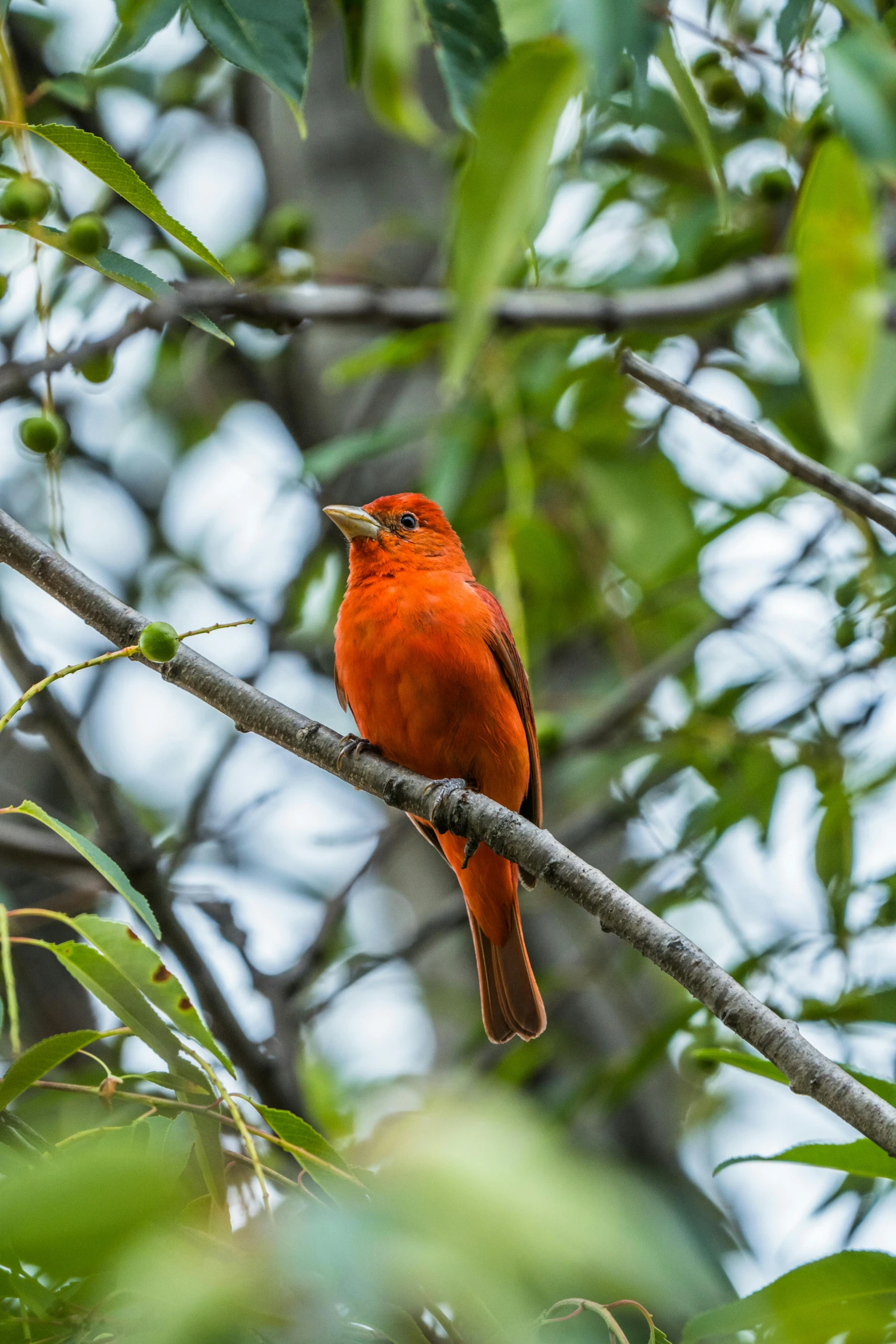 an orange bird sitting on top of a tree nch