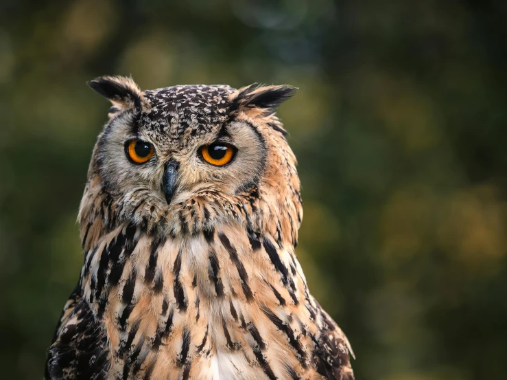 a close up of an owl with trees in the background