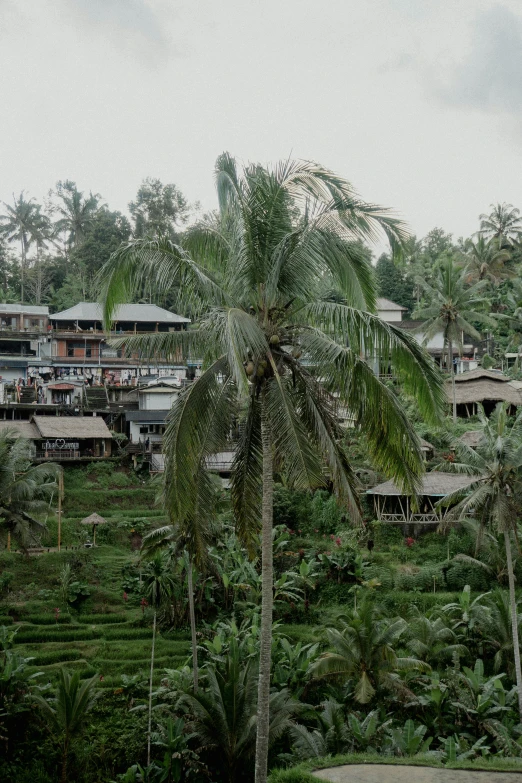 an idyllic landscape has trees and houses on the other side