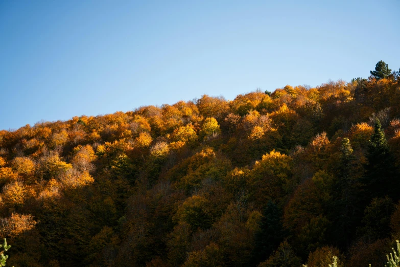 a green tree covered hill under a clear sky