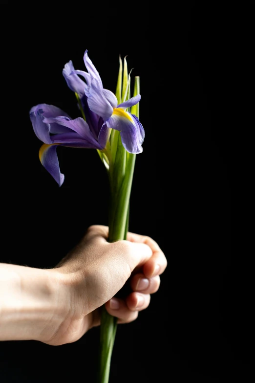 a person holding a flower with the stems and flowers on top