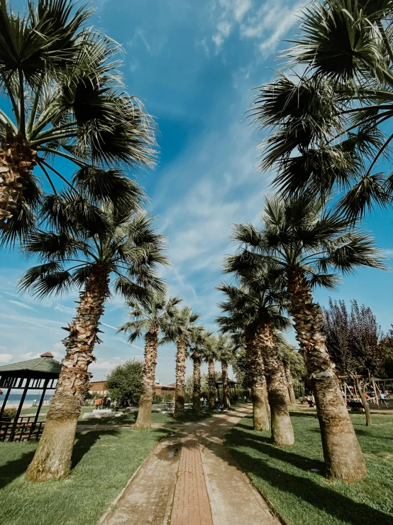 palm trees are growing along this walkway on the grass