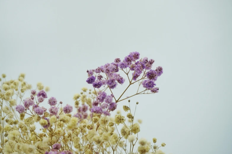 a tree nch with purple flowers hanging down