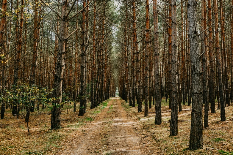 a dirt path between rows of thin trees