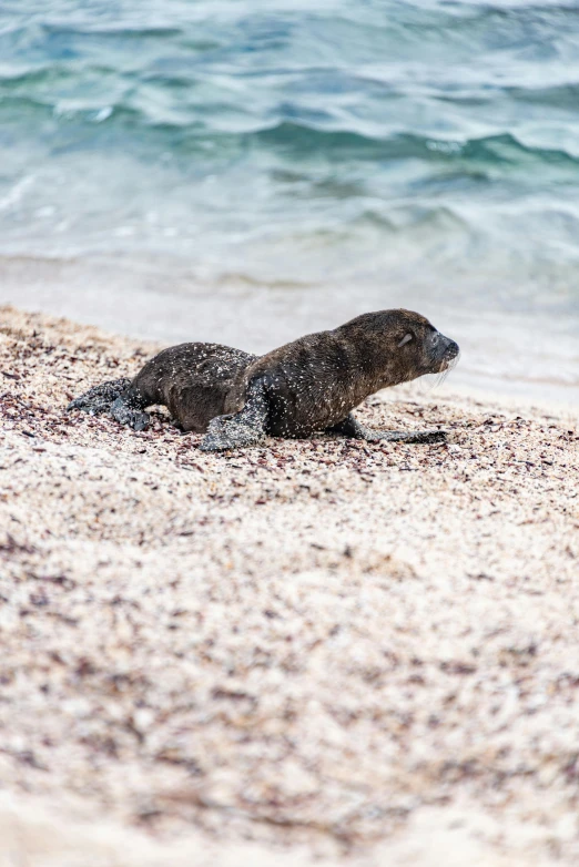 an adult seal laying on a beach near the water