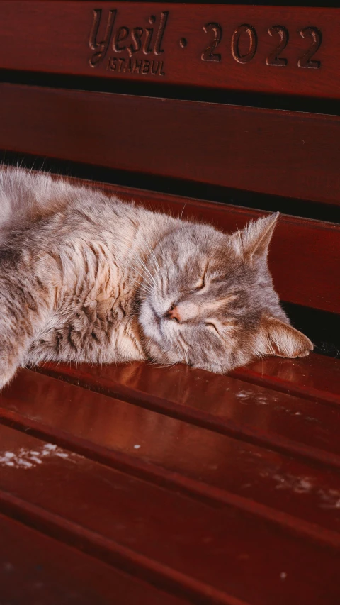 a grey cat sleeping on a wooden bench